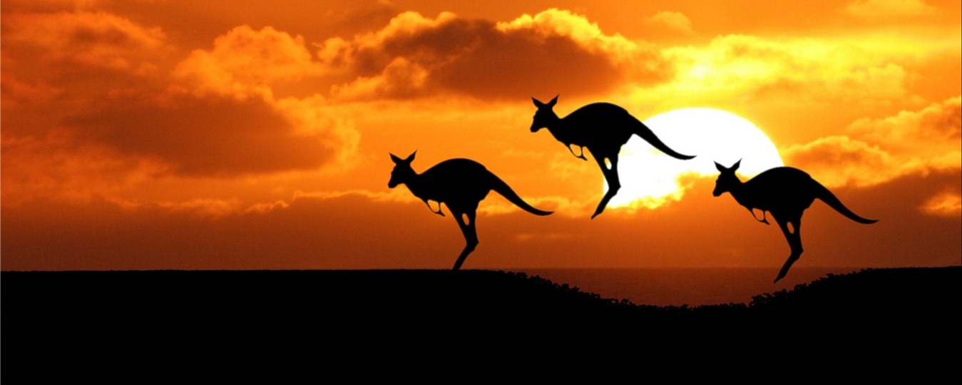 Short Story: Rahul Loves Kangaroos & Its Tail