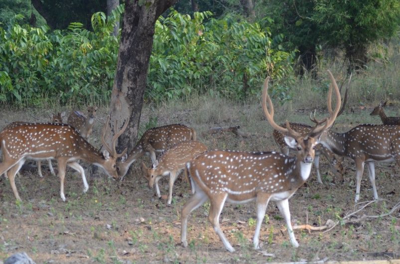Bandhavgarh