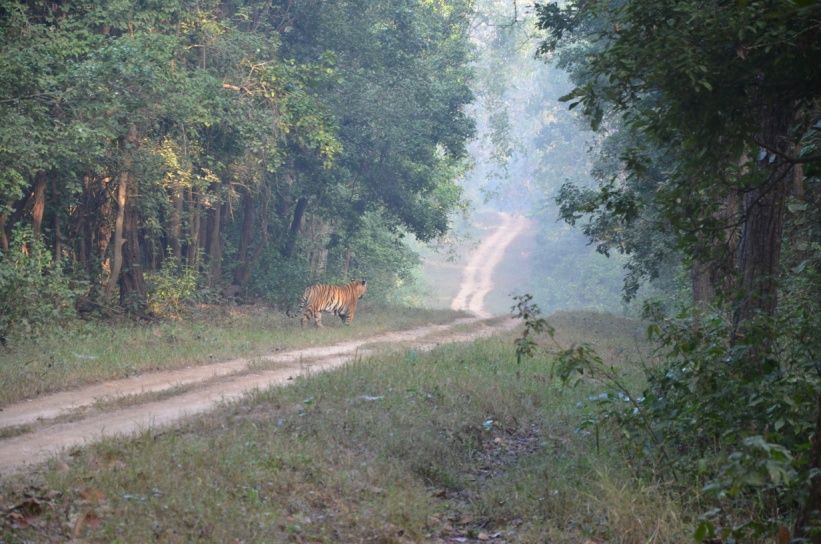 Bandhavgarh