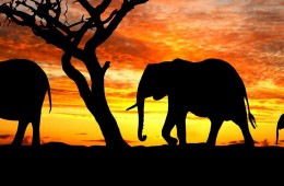 First Time Incidents