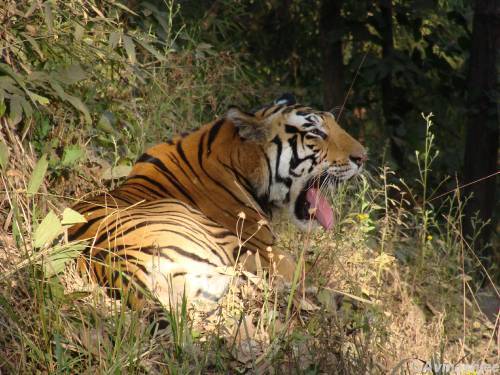 Must Visit Places in India