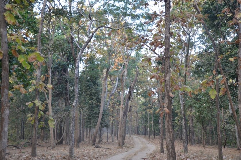 Bandhavgarh