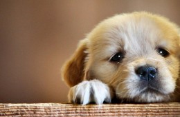 Things your dog will teach you