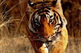 Bandhavgarh
