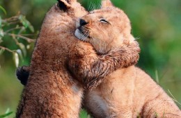 Lions Giving Mating Calls