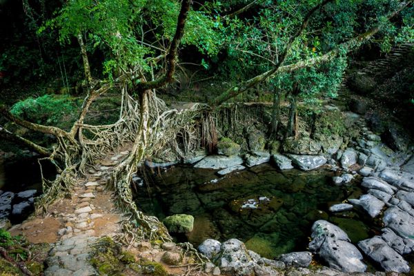 Living Root Bridges - 7 Sisters