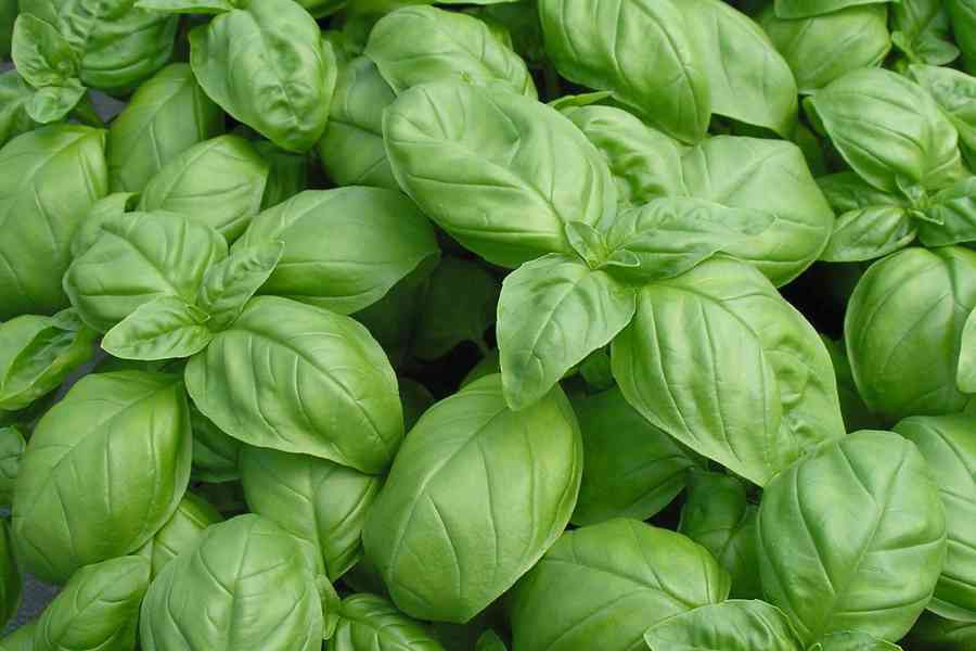 basil herbs