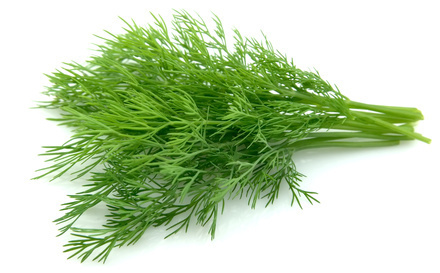 Dill Herbs