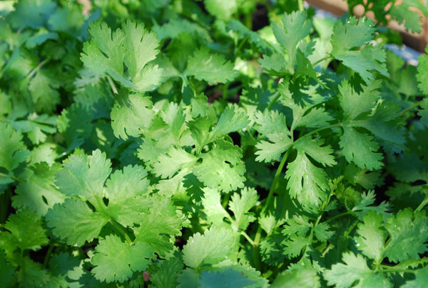 Coriander herbs