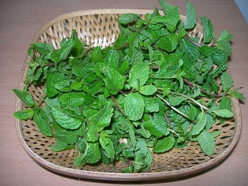 mint herbs