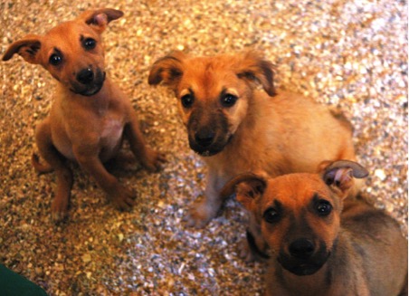 Puppies which Arun got