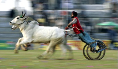 Adventurous Things You Can Do In India