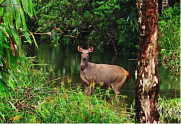 Gavi - Unexplored travel destinations of India