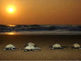 Velas, Maharastra - Unexplored travel destinations of India