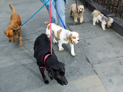 alternate professions