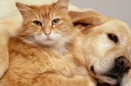 Why is internet going crazy behind pets