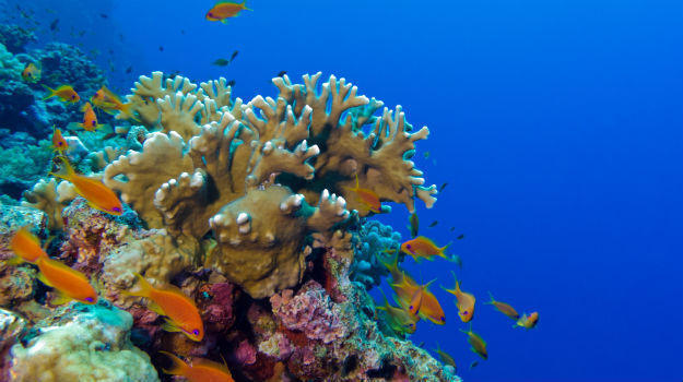 beginner scuba diving